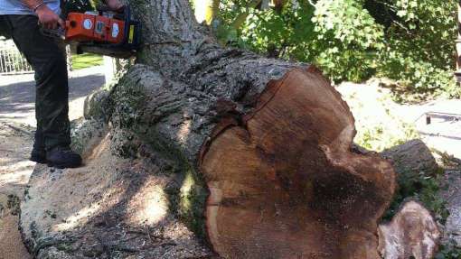 bomen rooien